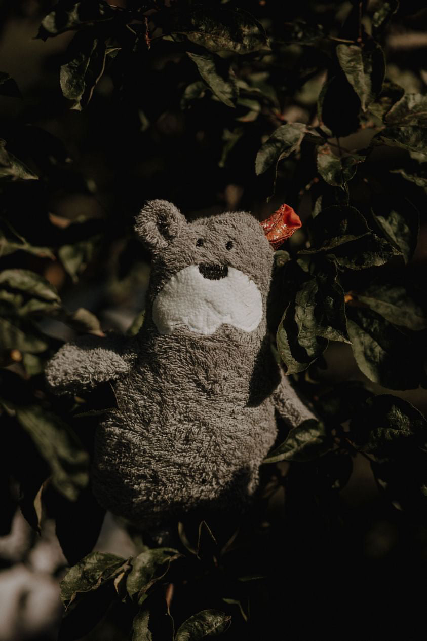 Bundle Ludwig Glücksohr book with cuddly beaver